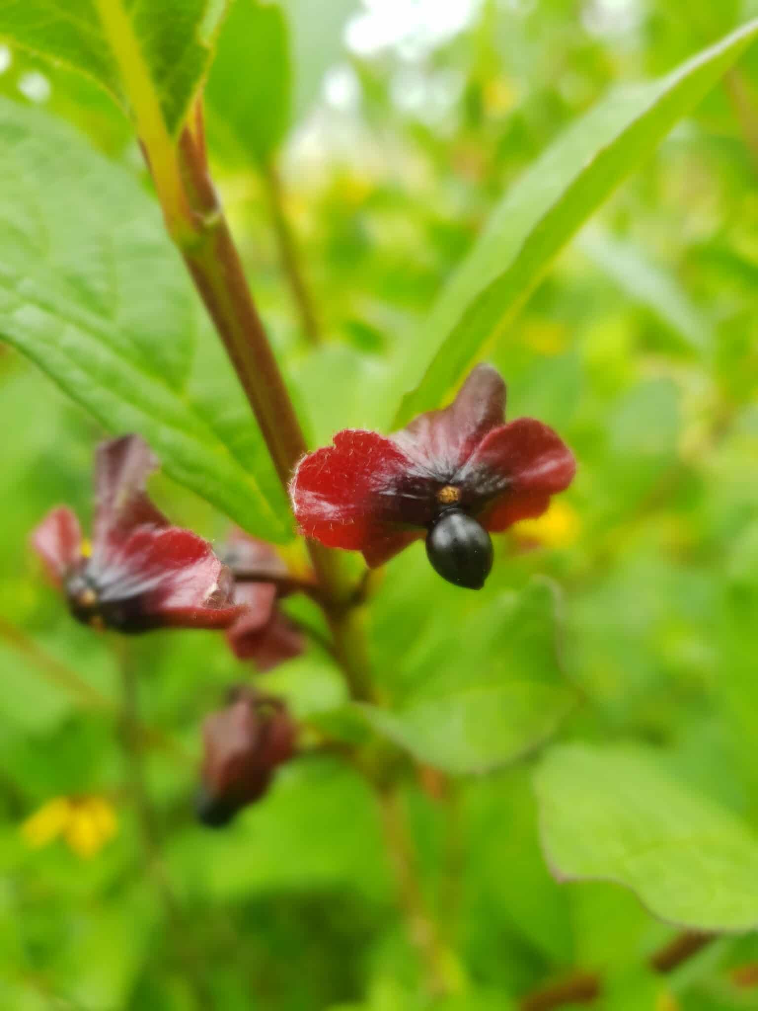 Black Twinberry5